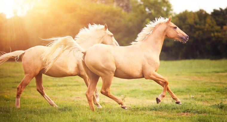 Cât de departe poate alerga un cal?