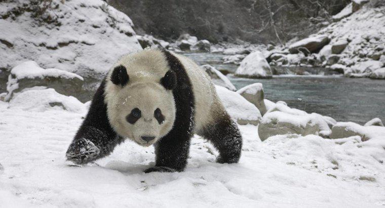 Pandasul hibernă în timpul iernii?
