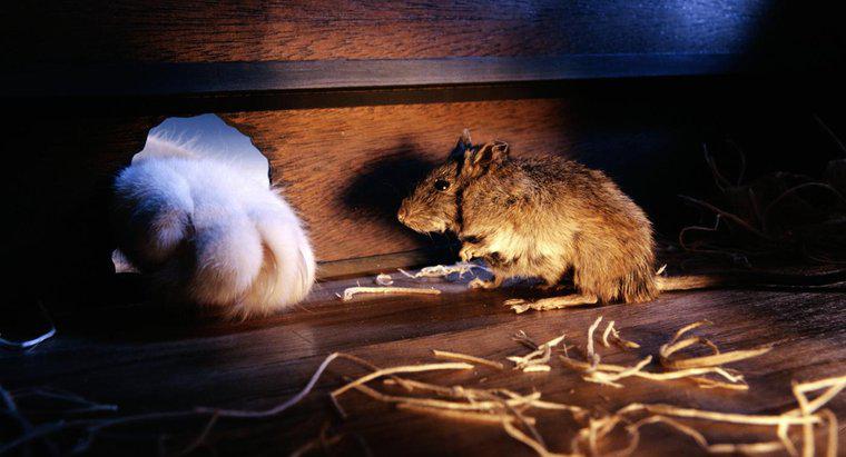 Cum se potrivesc șoareci prin găuri mici?