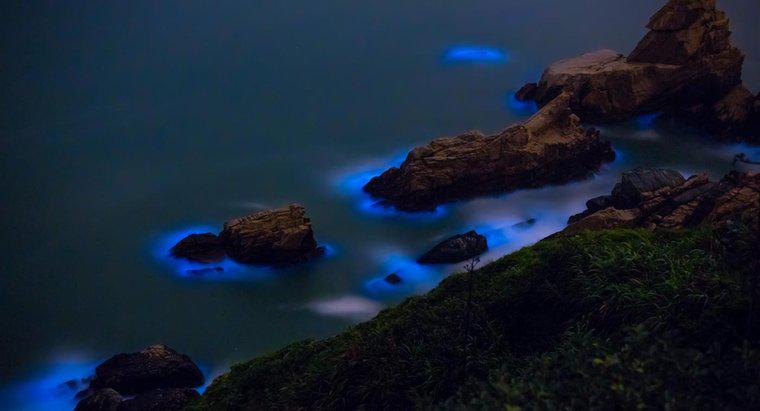 Ce sunt algele bioluminiscente?