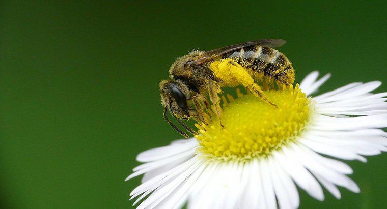 Care sunt avantajele pentru sănătate ale polenului de albine?