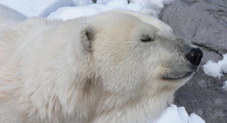 De ce ursii polari trăiesc în Arctica?