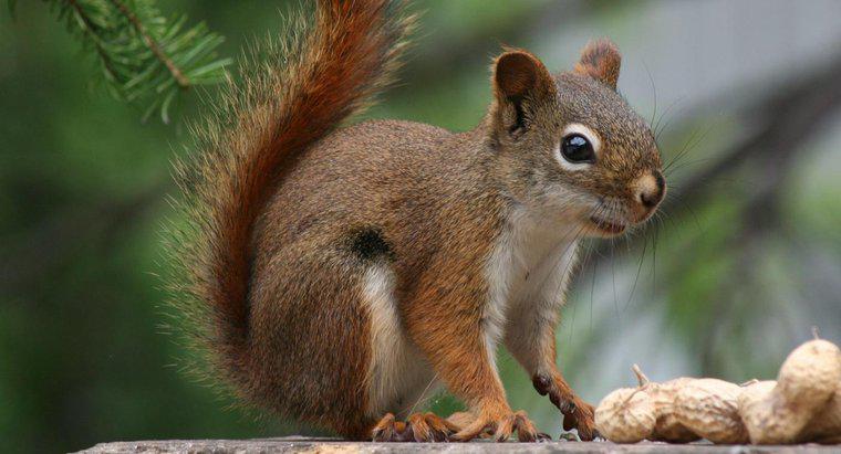 De ce sunt în pericol veveritele roșii?