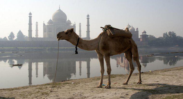 Cât timp poate o camel să meargă fără apă?