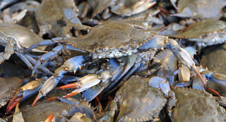 Ce animale mănâncă crabi albastru?