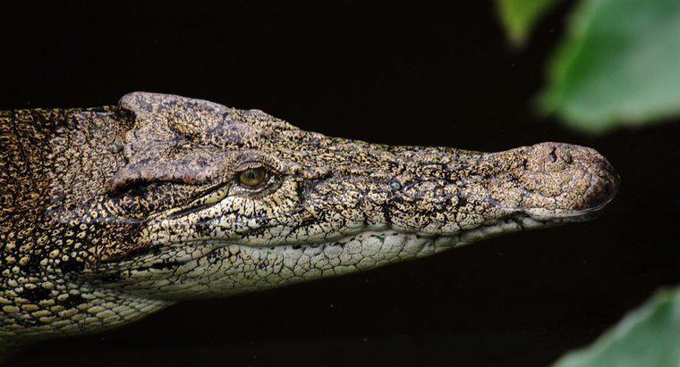 Cum se adaptează crocodilii la mediul lor?