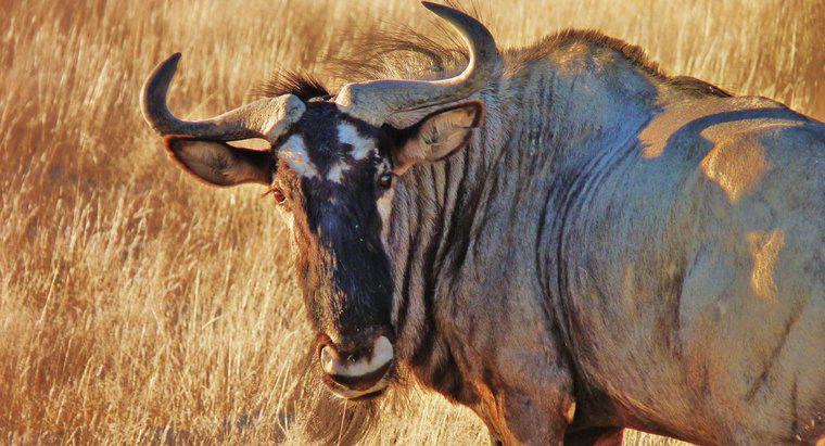 Cât de repede funcționează un Wildebeest?