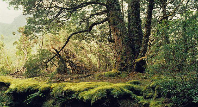 Care sunt unele dintre factorii abiotici din pădurea temperată?