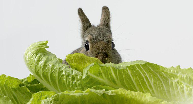 Pot iepurii să mănânce salată?