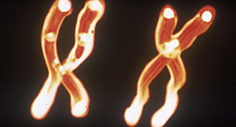Care este relația dintre cromozomi, ADN și gene?