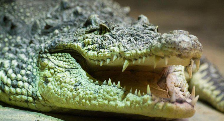 Ce mănâncă crocodilul?