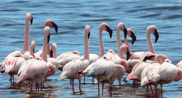 De ce Flamingos sta pe un picior?