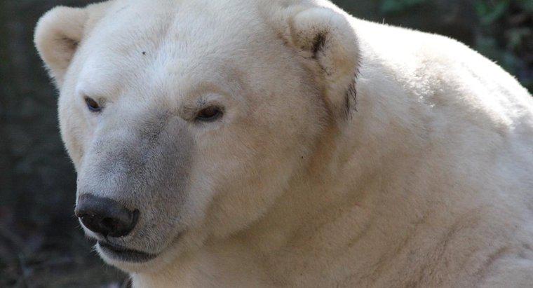 Unde ursii polari își găsesc mâncarea?