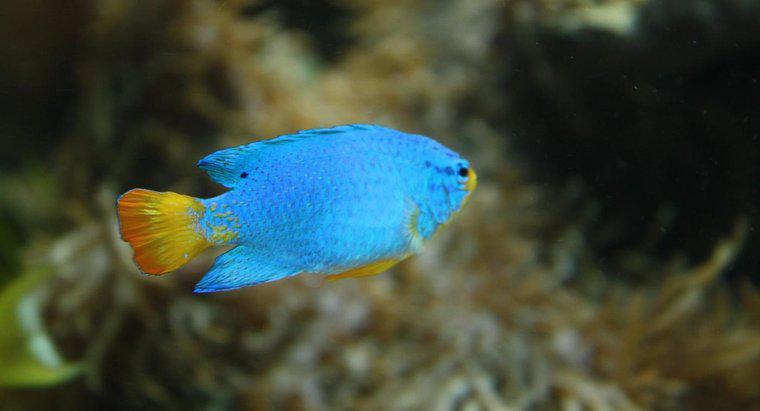 Cum se adaptează peștii la mediul lor?