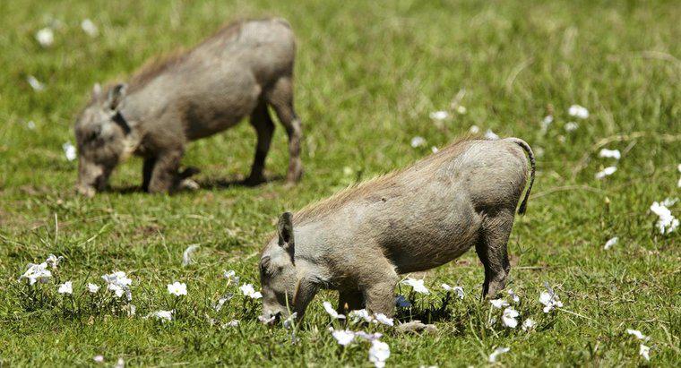 Unde trăiesc porcii sălbatici?