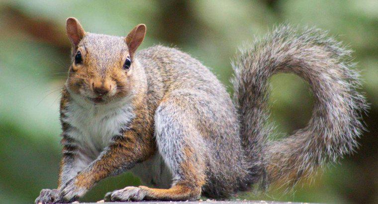 De ce veverițele își învârte cozile?