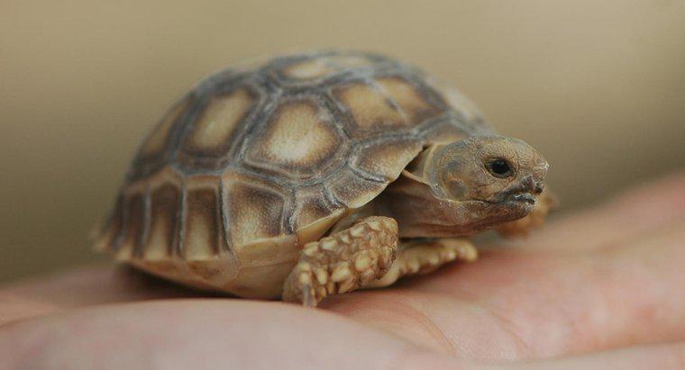 Cum reproduc țestoasele?