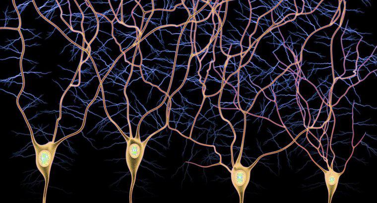Care este diferența dintre neuronii aferenți și efectivi?