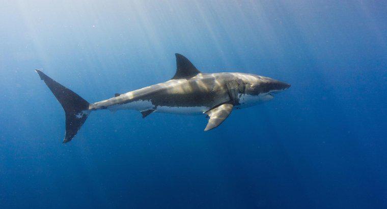 Pot rechinii să trăiască în apele dulci?