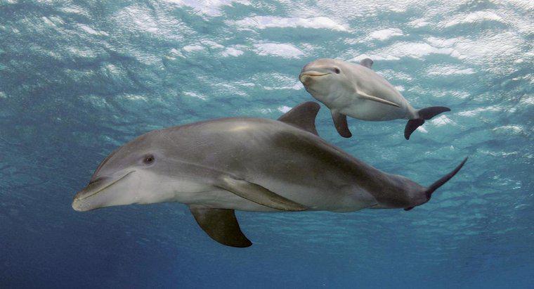 Cât de mari sunt delfini când se nasc?