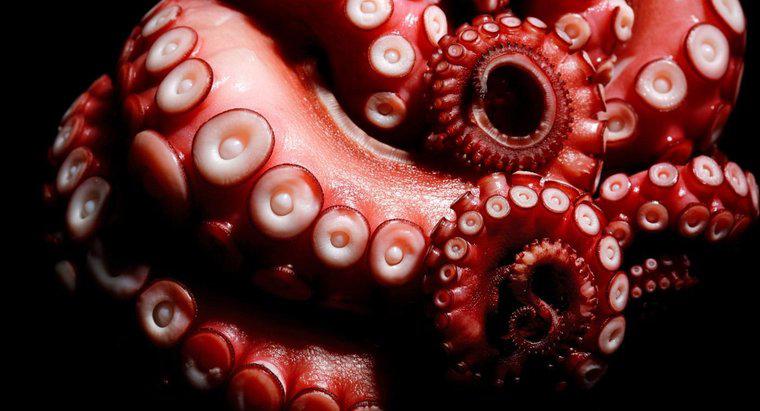 Cât de multe picioare are un octopus au?