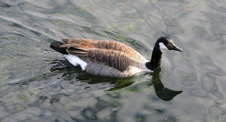 Unde migrează Canada Geese?