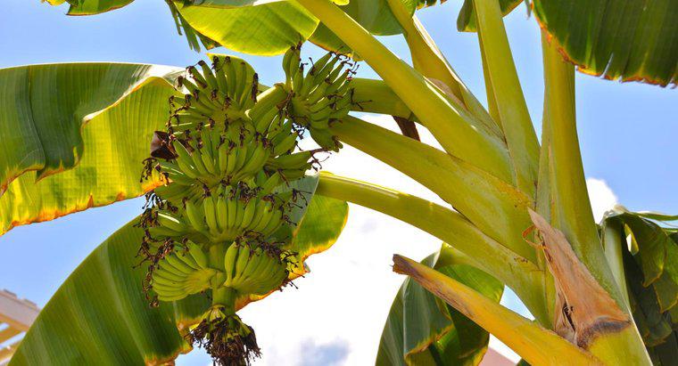 Bananele cresc pe copaci sau arbuști?