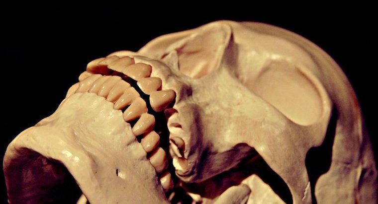 Cât de mare presiune poate rezista craniul uman?