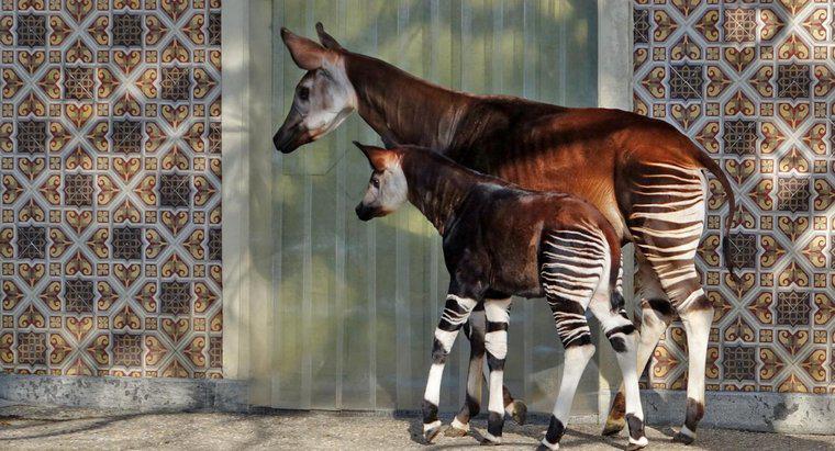 De ce sunt periclitate Okapi?