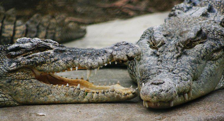 Ce fac crocodilii cu apă sărată?