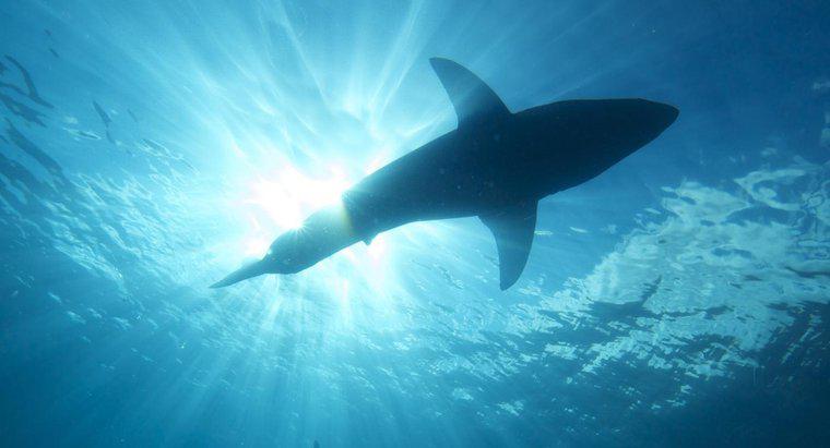 Ce înseamnă atunci când visezi să fii atacat de rechini?