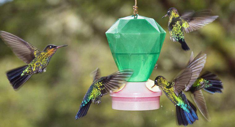 Cum faci alimente Hummingbird?