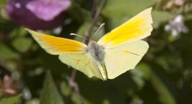 Ce simbolizează un fluture galben?