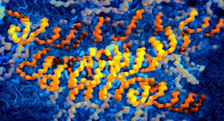 Ce virusuri conțin ARN ca informații genetice?