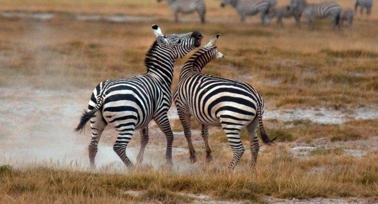 Cum se protejează Zebras?