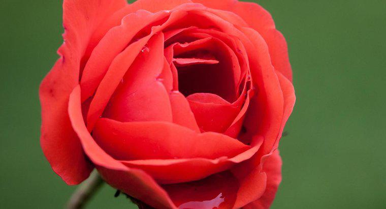 Care este numele științific al unui trandafir?