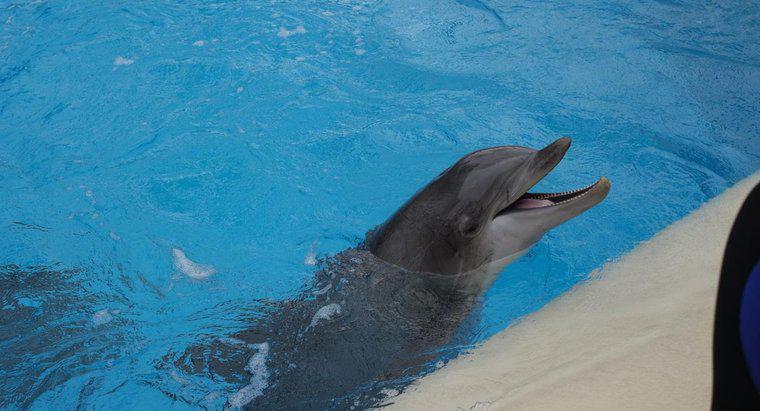 Ce este o audiție a delfinilor?