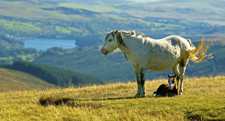 Ce este un ponei montan Welsh?