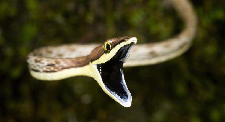 Cum șerpii își digestesc mâncarea?