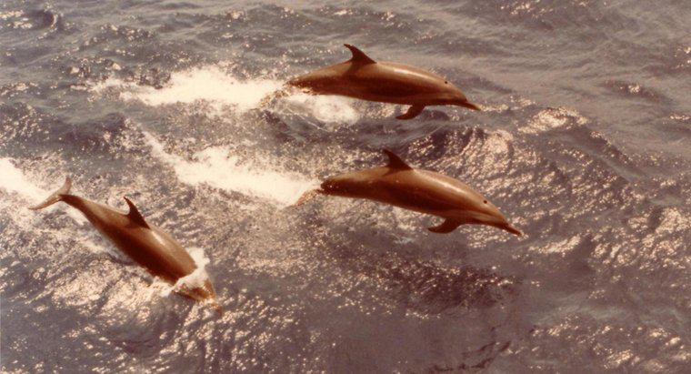 De ce sunt rechinii de frică de delfini?