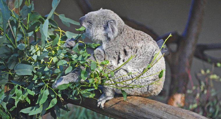 Ce mănâncă un Koala urs?