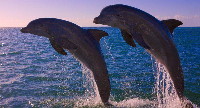 Cati delfini au ramas in lume?