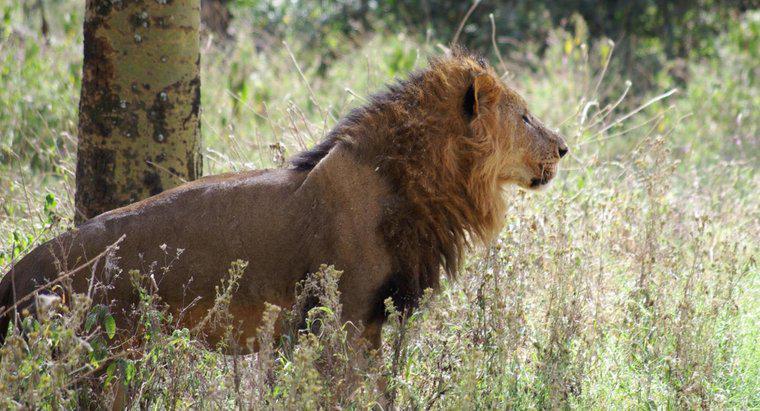 Ce mănâncă Lions africane?