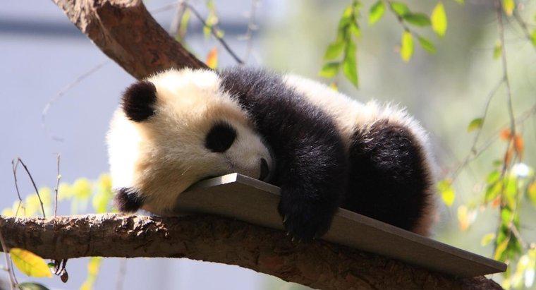 Ce sunt numite Pandasul pentru bebeluși?
