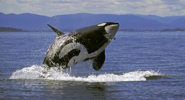 Cât de mult cântărește un killer de balene?