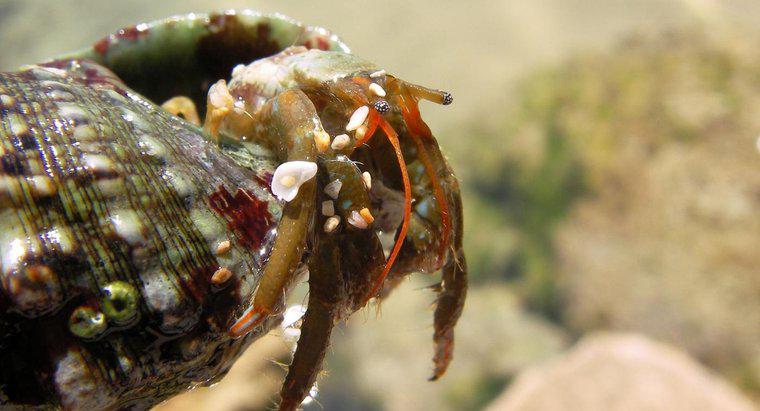 Care este habitatele naturale ale crabilor din pustnic în sălbăticie?