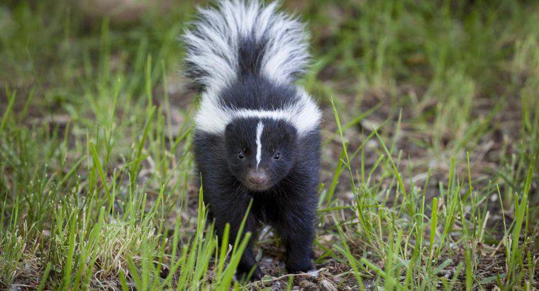 Cât de multe ori poate un spray de Skunk?