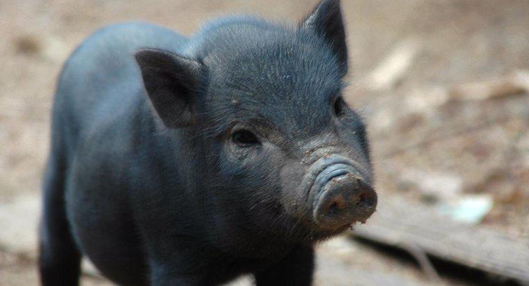 Care este durata de viață tipică a unui porc?