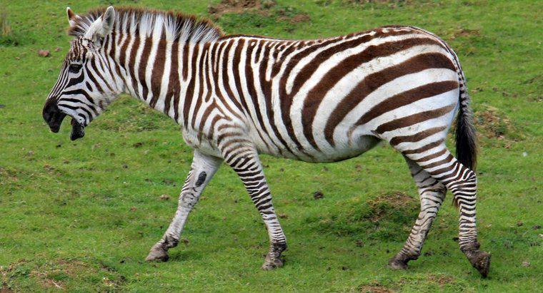 Este o Zebra un cal?