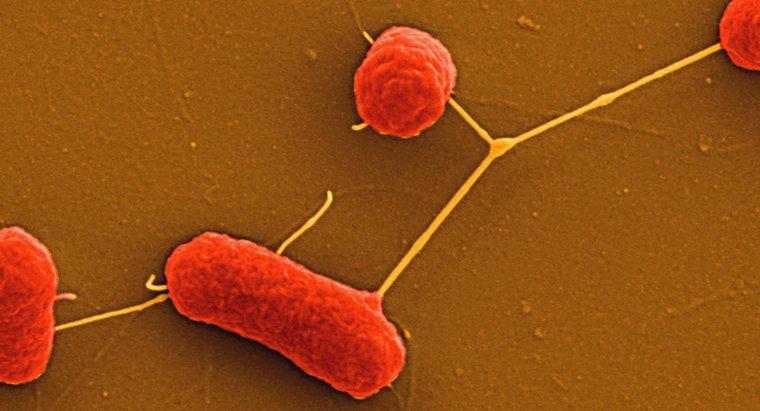 Care sunt bacteriile nonfastidioase?